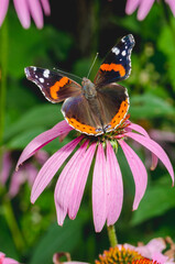 Fototapeta na wymiar butterfly sit on a beautiful pink flower echinacea/beautiful bright motley butterfly sits on an unusual flower echinacea in a summer park
