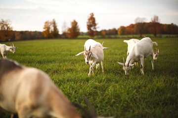 Obraz na płótnie Canvas Dairy goats grazing in a field during the summer season in Ontario, Canada.