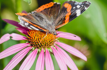 Butterfly pollinates on flower/beautiful butterfly pollinates on a bright echinacea flower