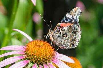 Butterfly pollinates on flower/beautiful butterfly pollinates on a bright echinacea flower