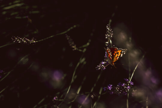 Small butterfly on lavender twig