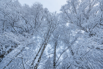 Birch tree branches and in the forest.