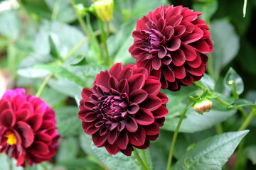 Dark red 'Karma Choc' decorative dahlia flowers in bloom during late summer - Powered by Adobe