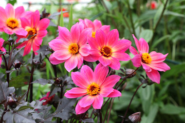 Pink single 'Twyning's Revel' Dahlia in flower