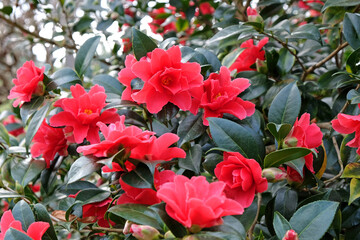 Fototapeta na wymiar Red Camellia 'Freedom Bell' in flower