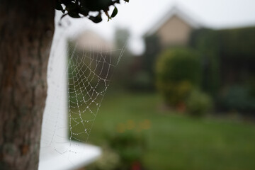 Shallow focus of an winter's morning spiders web seen in mid winter. The web is attached to a...