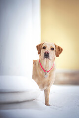 creamy dog Labrador retriever in winter