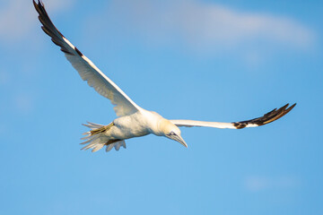 alcatraz atlántico o alcatraz común (Morus bassanus) volando con las alas abiertas sobre un cielo azul
