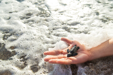 A small turtle on the seashore in the hands of a man. Selective focus.
