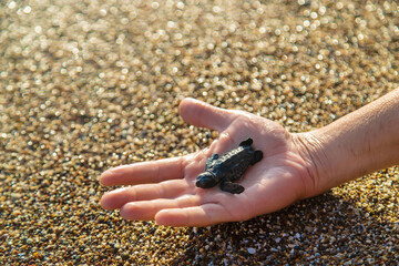 A small turtle on the seashore in the hands of a man. Selective focus.