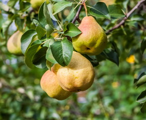 Branches of a pear tree with fruits and leaves close-up in the garden in autumn