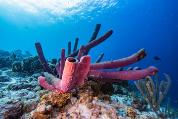 Zeegezicht met verschillende vissen, koraal en spons in het koraalrif van de Caribische Zee, Curaçao