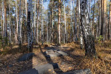 Horizontal photo of a group of brown pine trees with green needles in the forest in autumn
