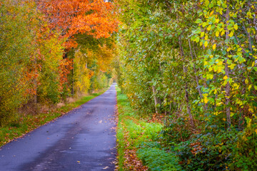 autumn in the forest