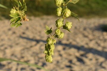 green hop plant in september