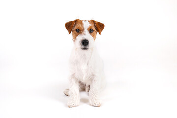 Close up shot of wire haired jack russell terrier pup with with brown markings on the face, isolated on white background. Studio shot of rough coated pup with folded ears. Copy space for text.