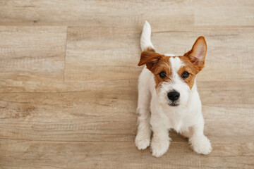 Cute four months old wire haired Jack Russel terrier puppy looking up. Adorable rough coated pup sitting on a hardwood floor. Close up, copy space, wood textured background.