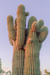 Giant saguaro cactus standing during arizona sunset  © Josh Gonzalez