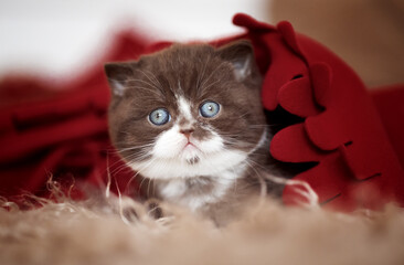 Niedliche chocolate babys BKH Kitten an Weihnachten