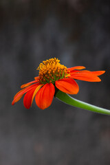 Delicate flower