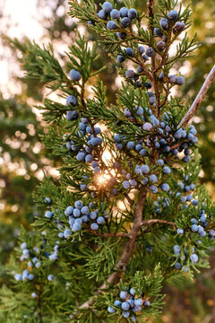 close up of branches of the juniper bush filled with blueberries during fall