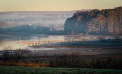 Sandhill Cranes at Sandhill Wildlife Refuge in Birchwood Tennessee. 