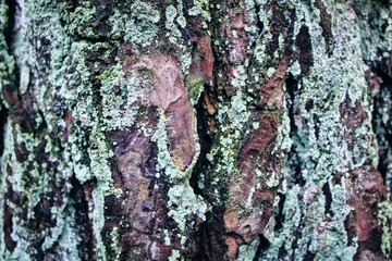 Relief texture of the brown bark of a tree with green moss on it. Horizontal photo of a tree bark texture. Old oak bark.