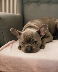 french bulldog puppy