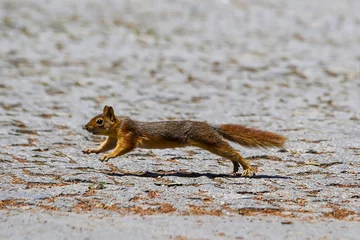  Closeup shot of a running squirrel on the street © Ahmetkilic/Wirestock