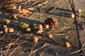 pine cone and hazelnut on the ground