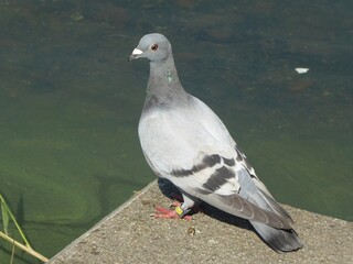 This pigeon may be wondering if it can swim