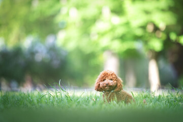 Brown poodle dog cute 