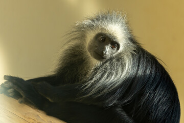 Closeup shot of the cute Colobus Angolensis sitting on the branch