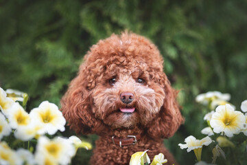 Brown poodle dog cute 