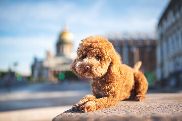 Brown poodle dog cute 