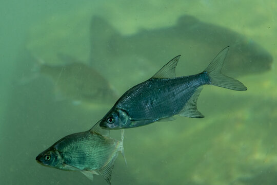 View of Barbonymus Schwanefeldii swimming in the water