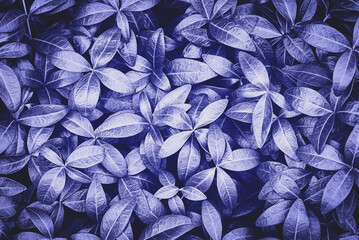 Obraz na płótnie Canvas Very peri purple leaves for trendy botanical background
