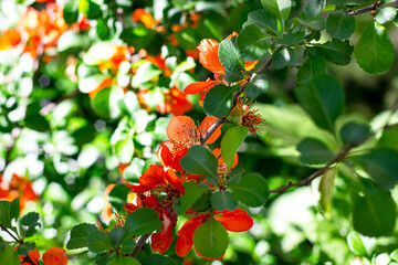 Bright red and pink chinese Chaemnomeles superba quince flowers blossom in spring in the garden with green leaves background.