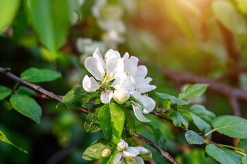 Fresh white apple tree flowers blossom on green leaves background in the garden in spring.