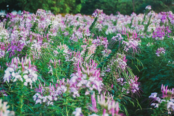 Spider flower(Cleome Spinosa) in the garden. Blooming wildflowers in the meadow.