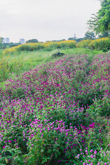 summer view of blooming wildflowers in the meadow. Globe Amaranth, Sulfur cosmos flowers and reeds in the countryside sunset