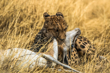 Gepard mit Beute © Josef