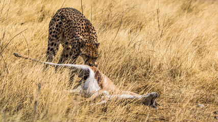 Gepard mit Beute © Josef