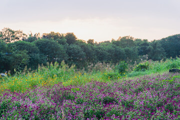 Obraz premium summer view of blooming wildflowers in the meadow. Globe Amaranth, Sulfur cosmos flowers and reeds in the countryside sunset