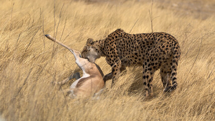 Gepard mit Beute © Josef