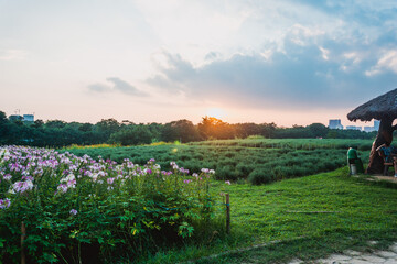 Fototapeta na wymiar Beautiful sunset in the rural countryside. Natural summer landscape