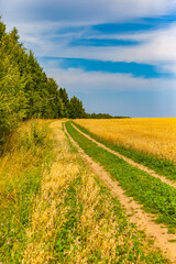 Fototapeta na wymiar A field with oats and a country road on the background of an island of forest and blue sky in summer