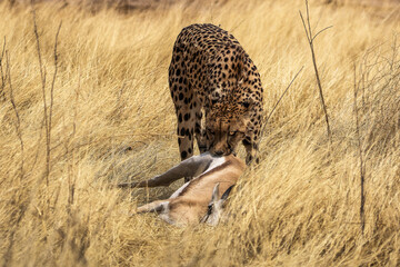 Gepard mit Beute © Josef