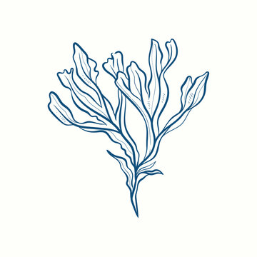recommend clip art: Seaweeds silhouettes. Underwater coral reef, hand drawn sea kelp plant, isolated marine weeds outdoor ocean.