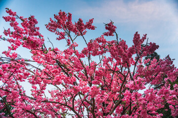 Pink cherry blossoms in the blue sky. Sakura flowers wallpaper background, pink flowers texture